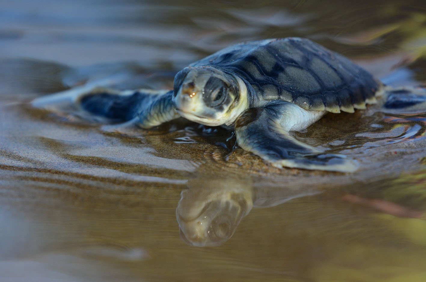 baby-flatback-turtle